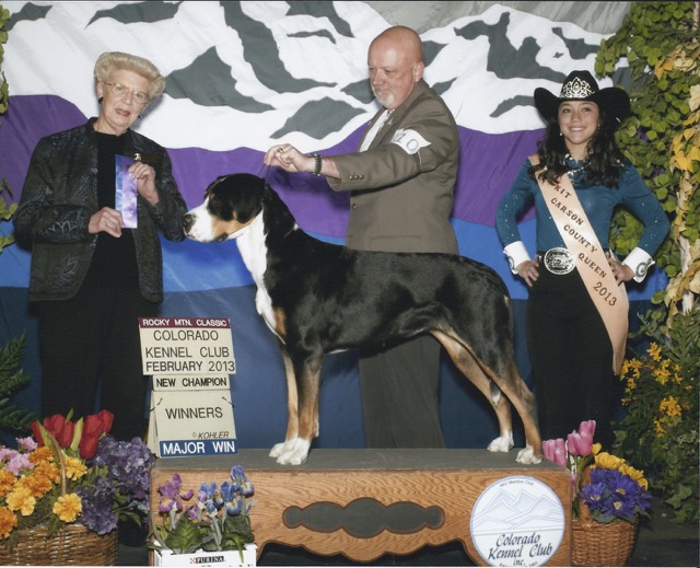 CH Ceadercove's Always Devoted - Greater Swiss Mountain Dog