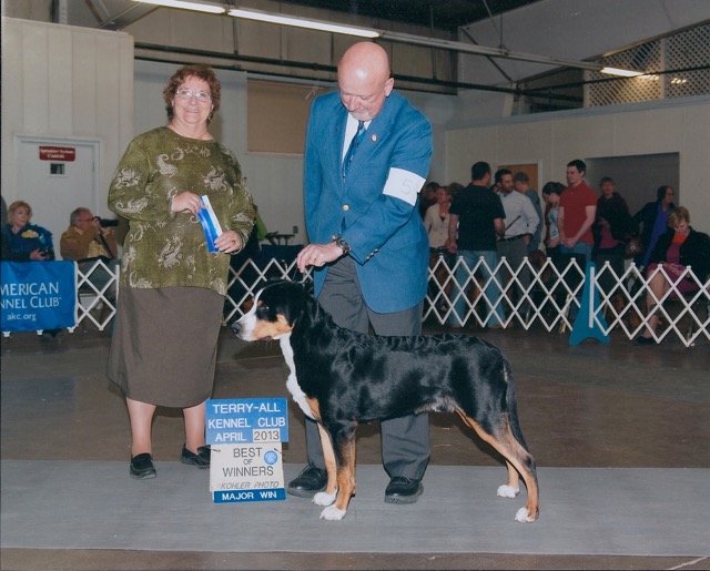 Bit-A-Swissy's Back in the Saddle - Greater Swiss Mountain Dog