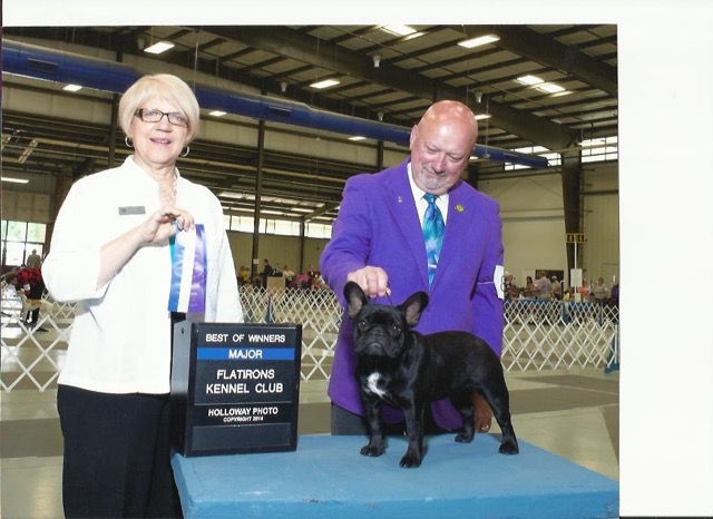 Daulokke' s Claudie Pierlot 
French Bulldog