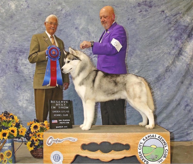 CH Free 'n Easy of The Midnight Sun - Siberian Husky